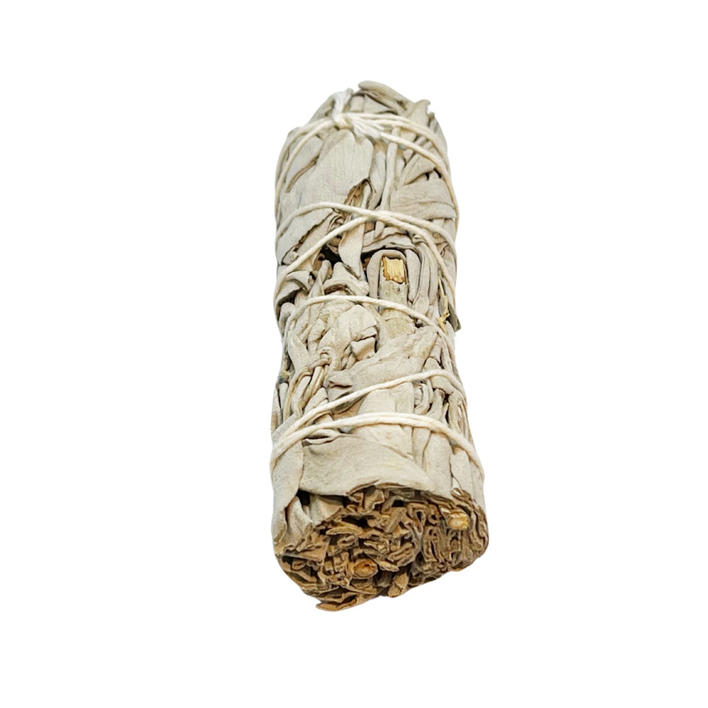 sauge blanche apiana 11cm 02 sauge blanche apiana 11cm 02