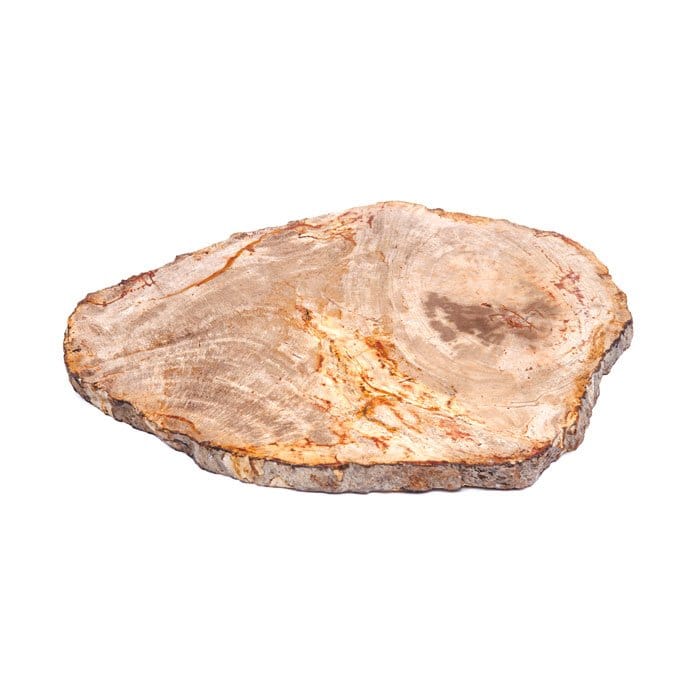 pierre bois fossilisé